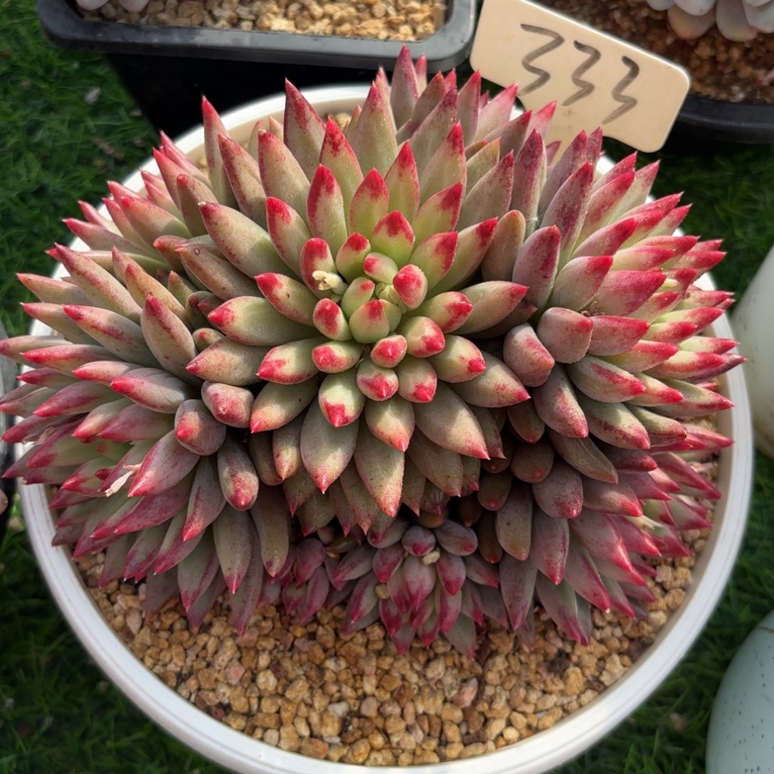 二代虞美人多肉888888888