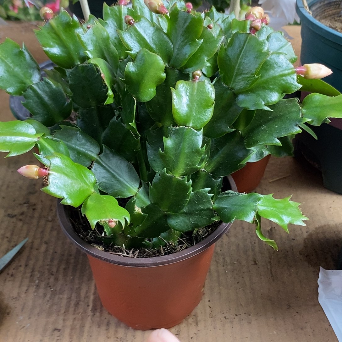 全部花朵黄金嫁接用福利