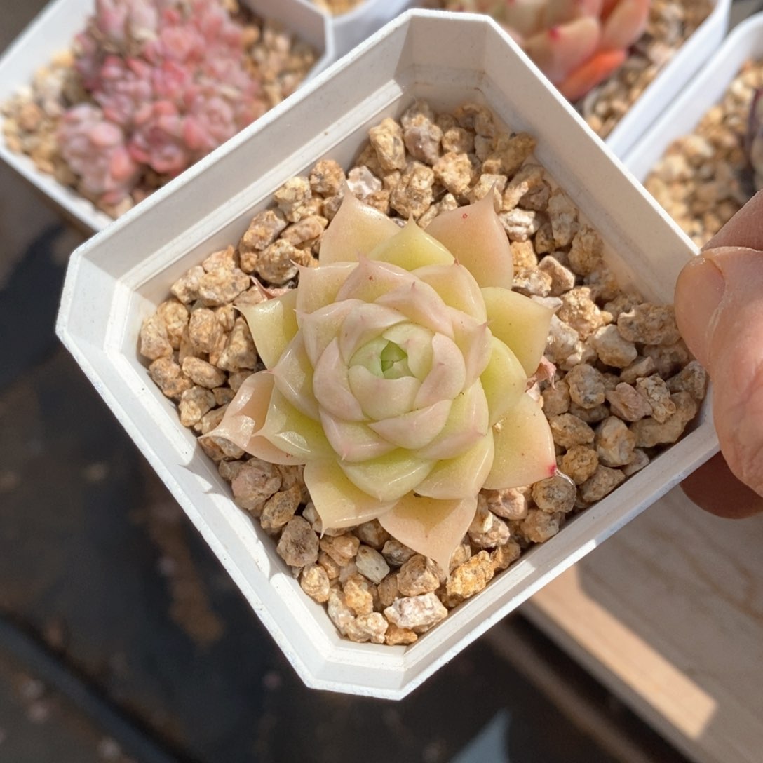 精品多肉一物一拍不包整109