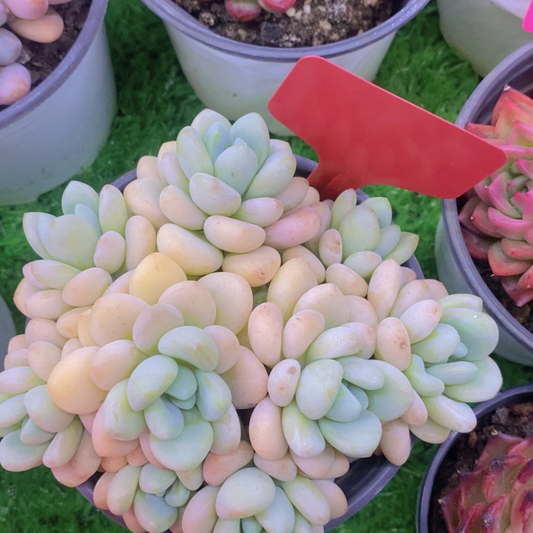 多肉植物，开心多肉