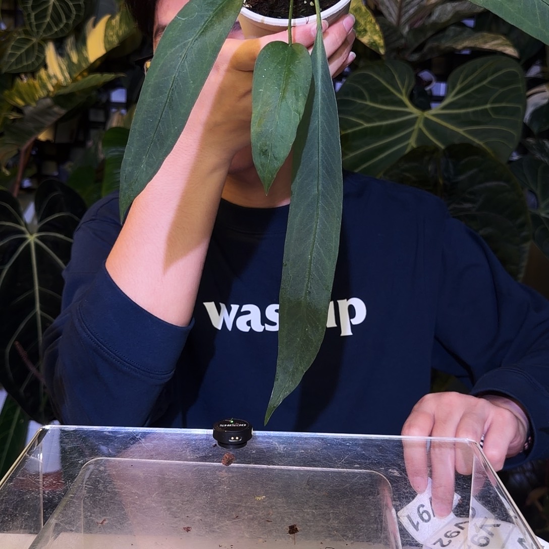 完全开放V89 V塔领带