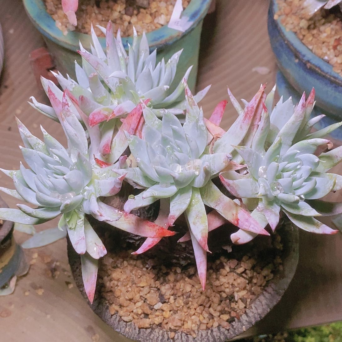 【闪购商品】雪努多肉2310