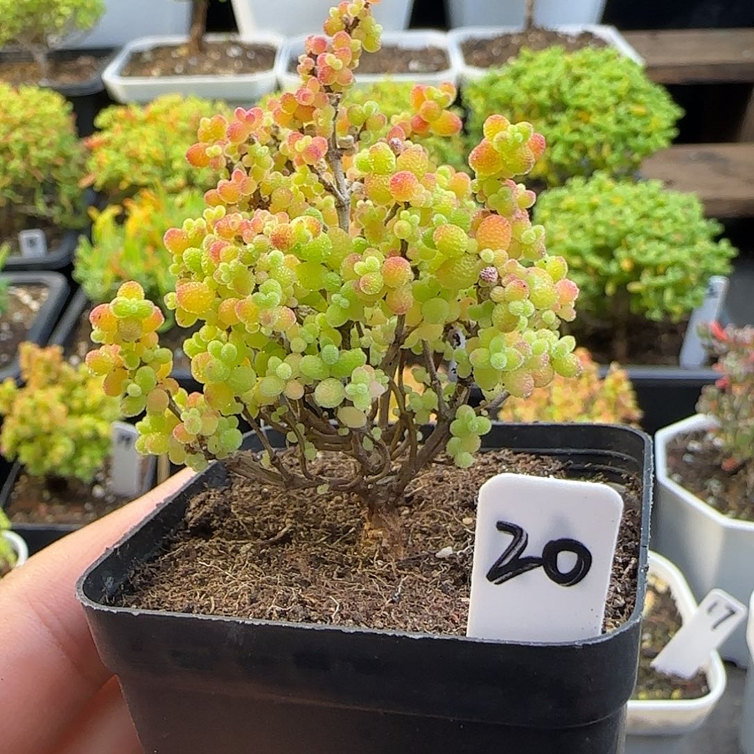 精控蜜橘糖球一物一拍