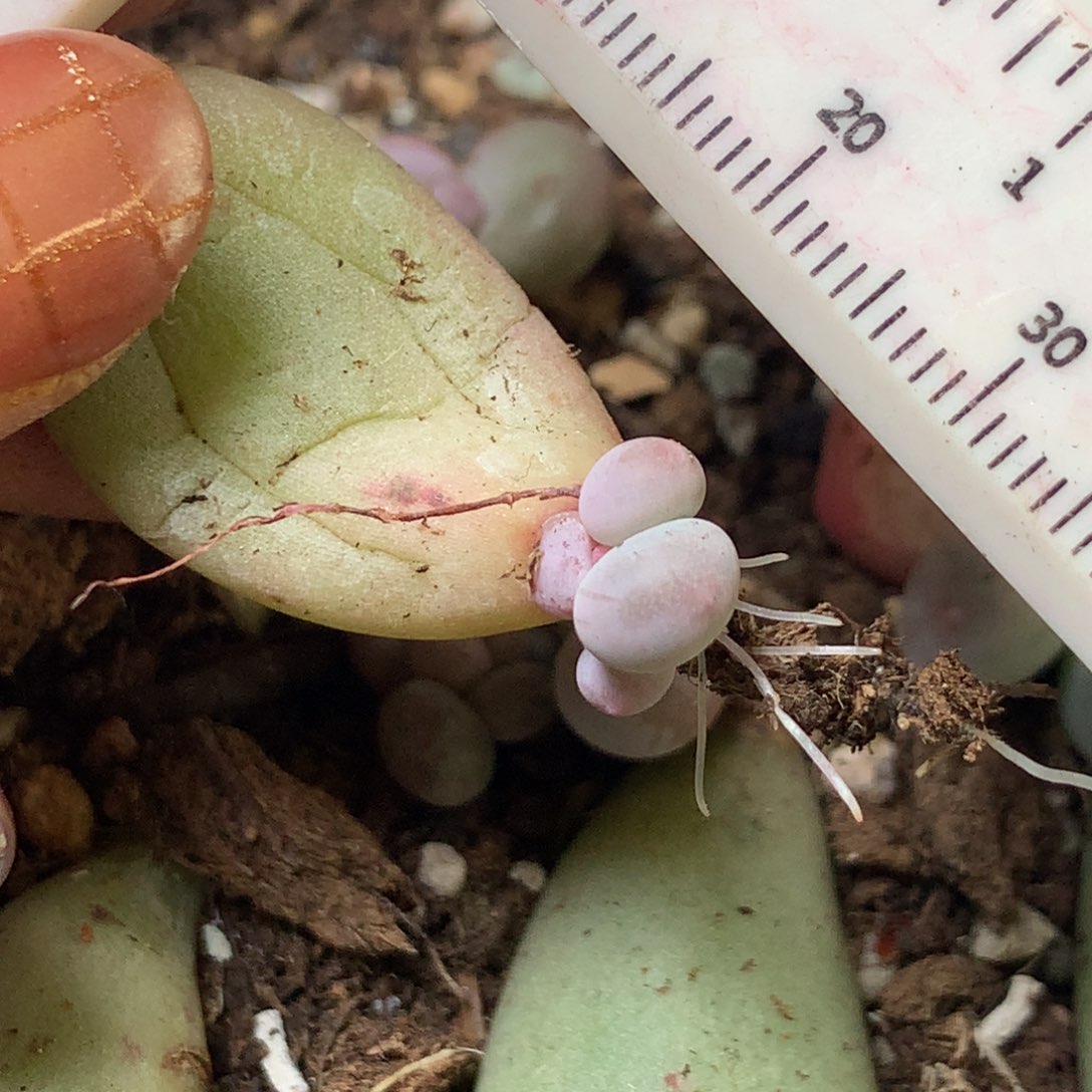 高透，黄米可不满28发叶片一片，到付