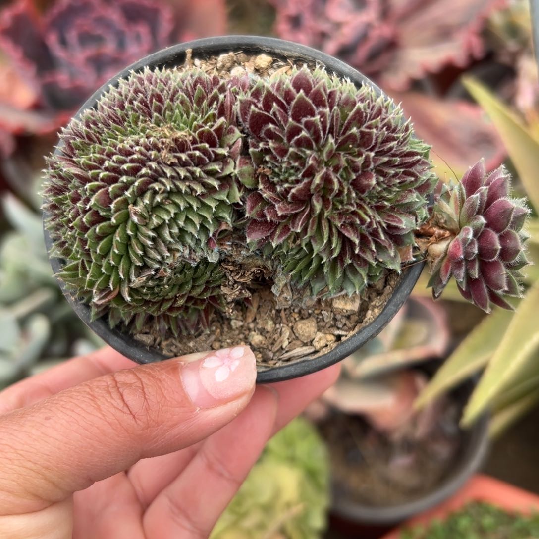 多肉植物多肉植物