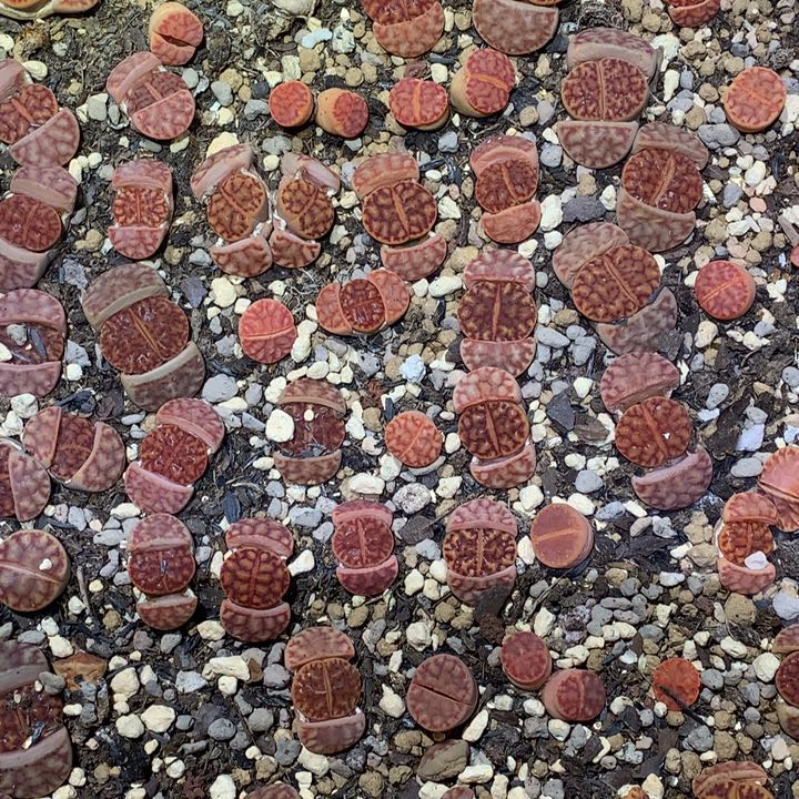 C40精品量拍10颗