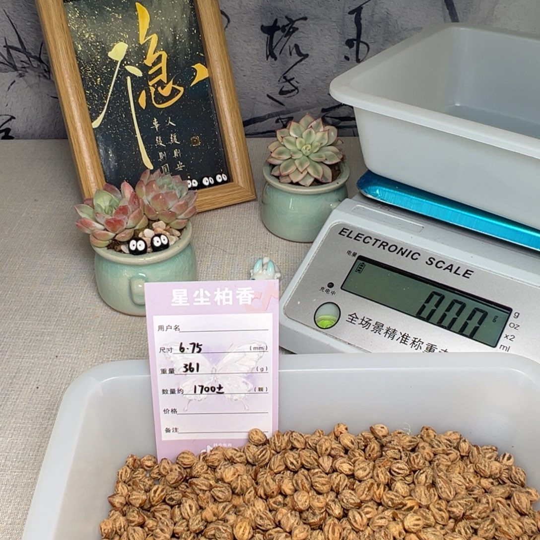 还***吗柏香籽/百香籽吊坠