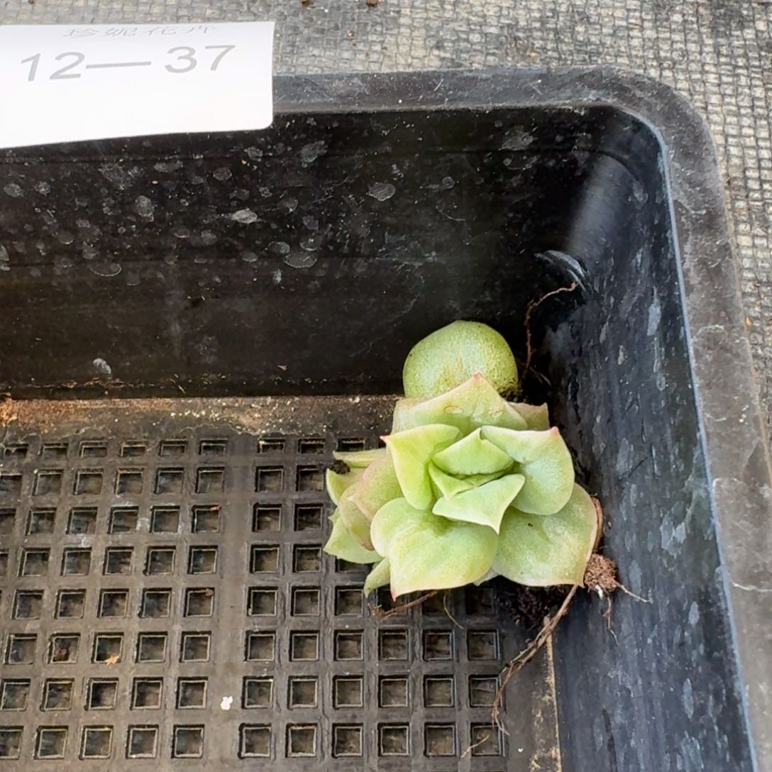 月影凸起杂交一颗量拍12-37