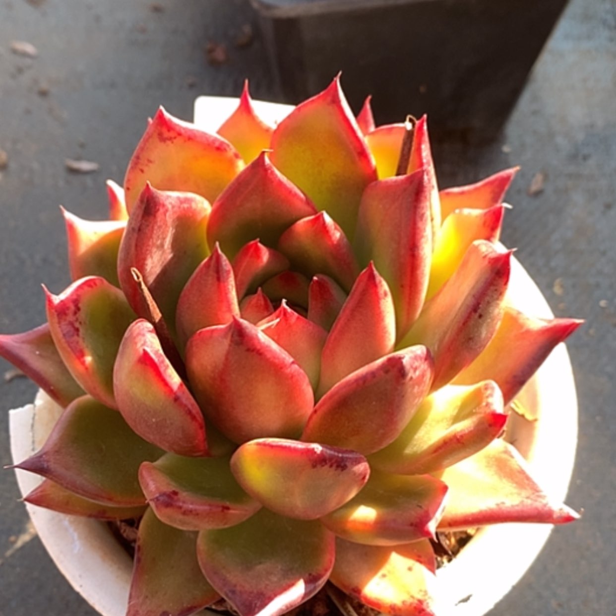 【闪购商品】云1150号佛兰克13厘米