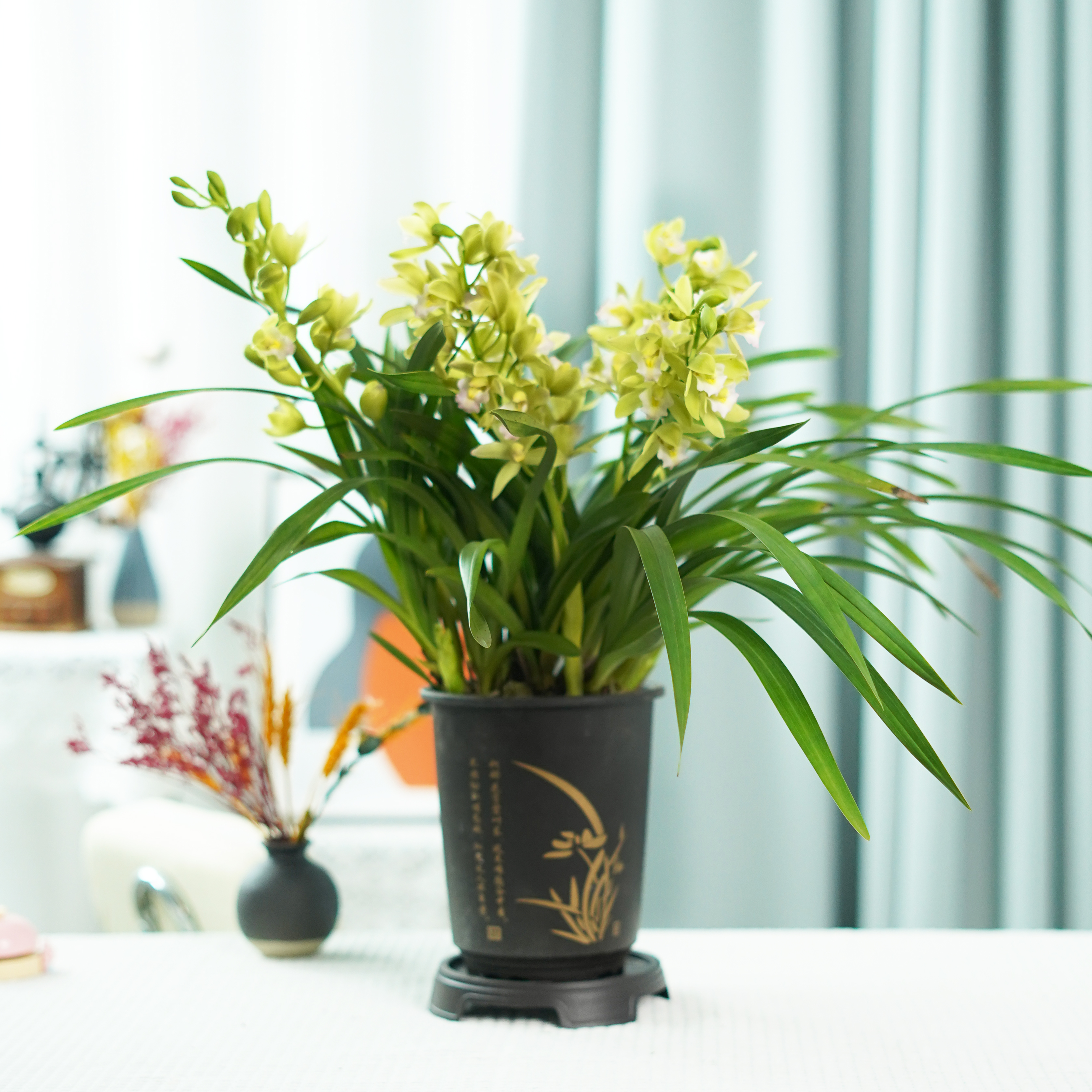 【京东包邮2-4支花剑】大花惠兰香兰带花剑花苞国风盆栽好发货