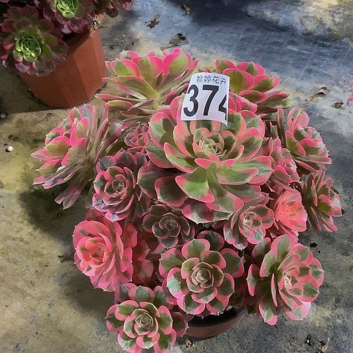 00000000000000374女郎