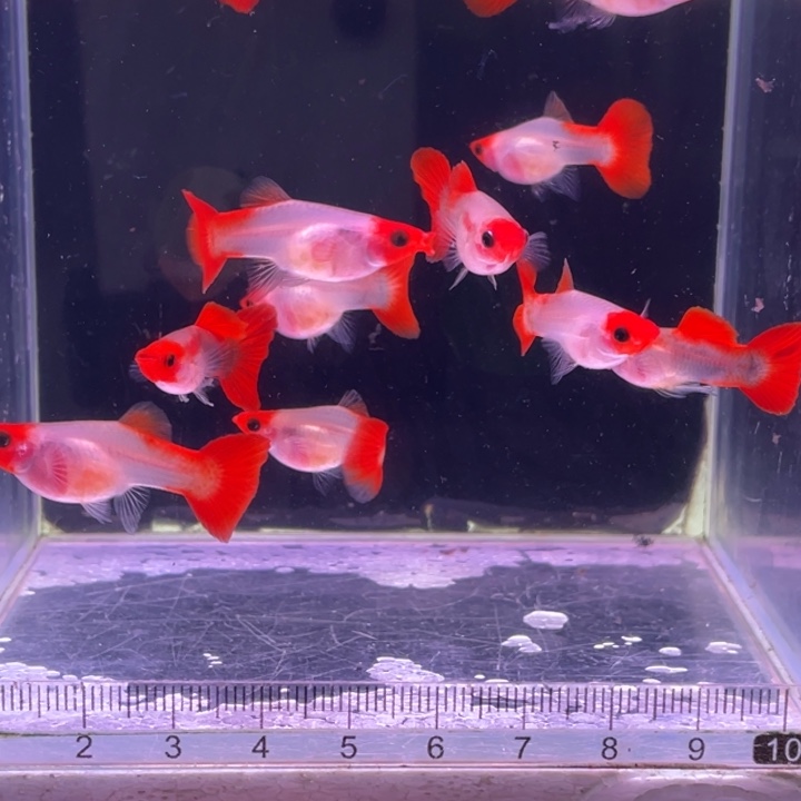 孔雀鱼红头玻璃猫轻钢15条