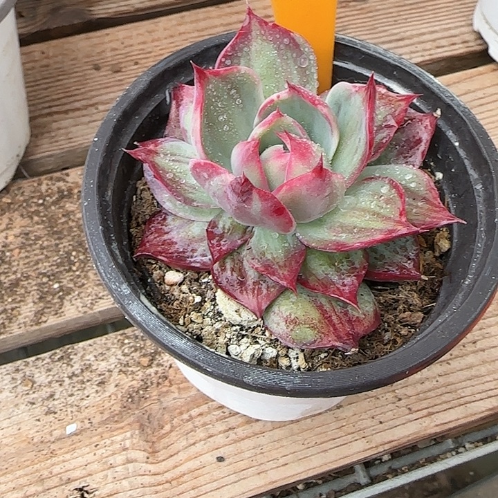 简***100 惊鸿仙子多肉植物6-9cm