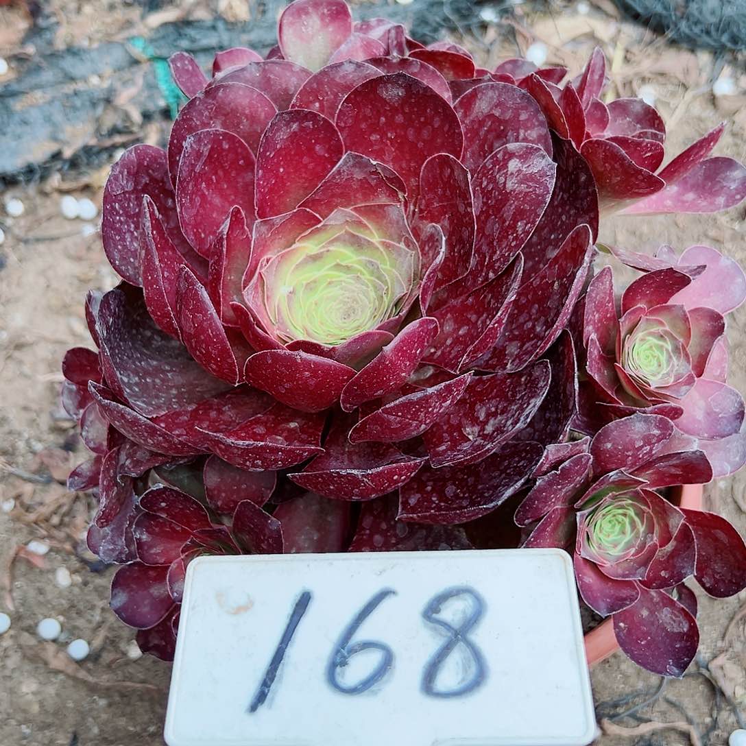多肉植物梅金法师
