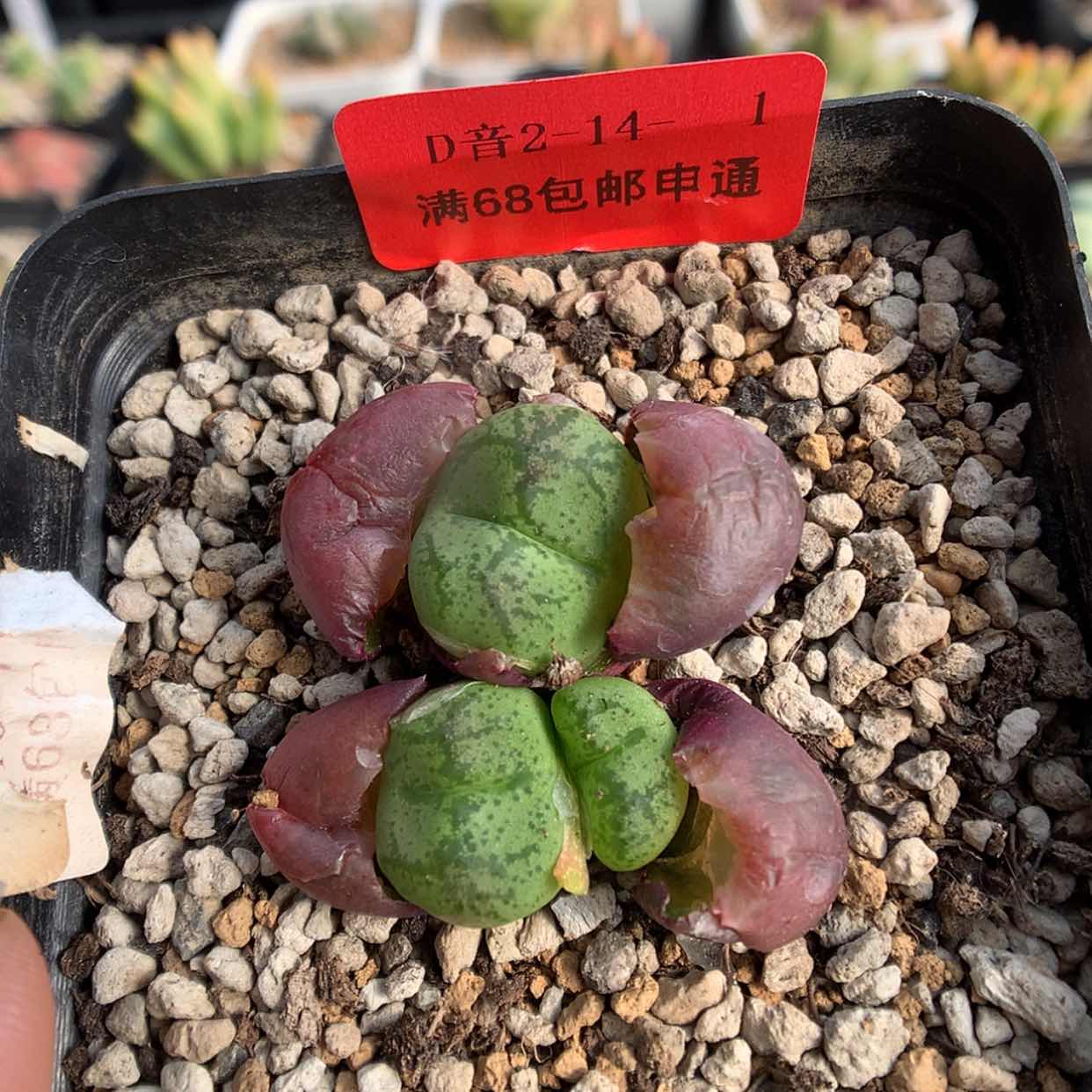 【闪购商品】2-14-1 毛杂猴多肉一群 66