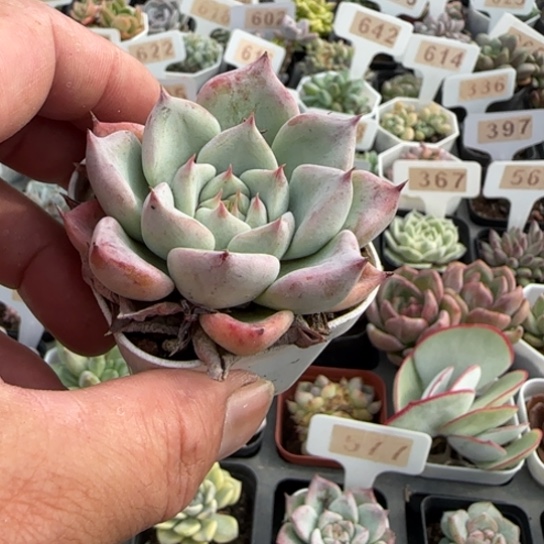 是**呀578天空之城一物一拍多肉