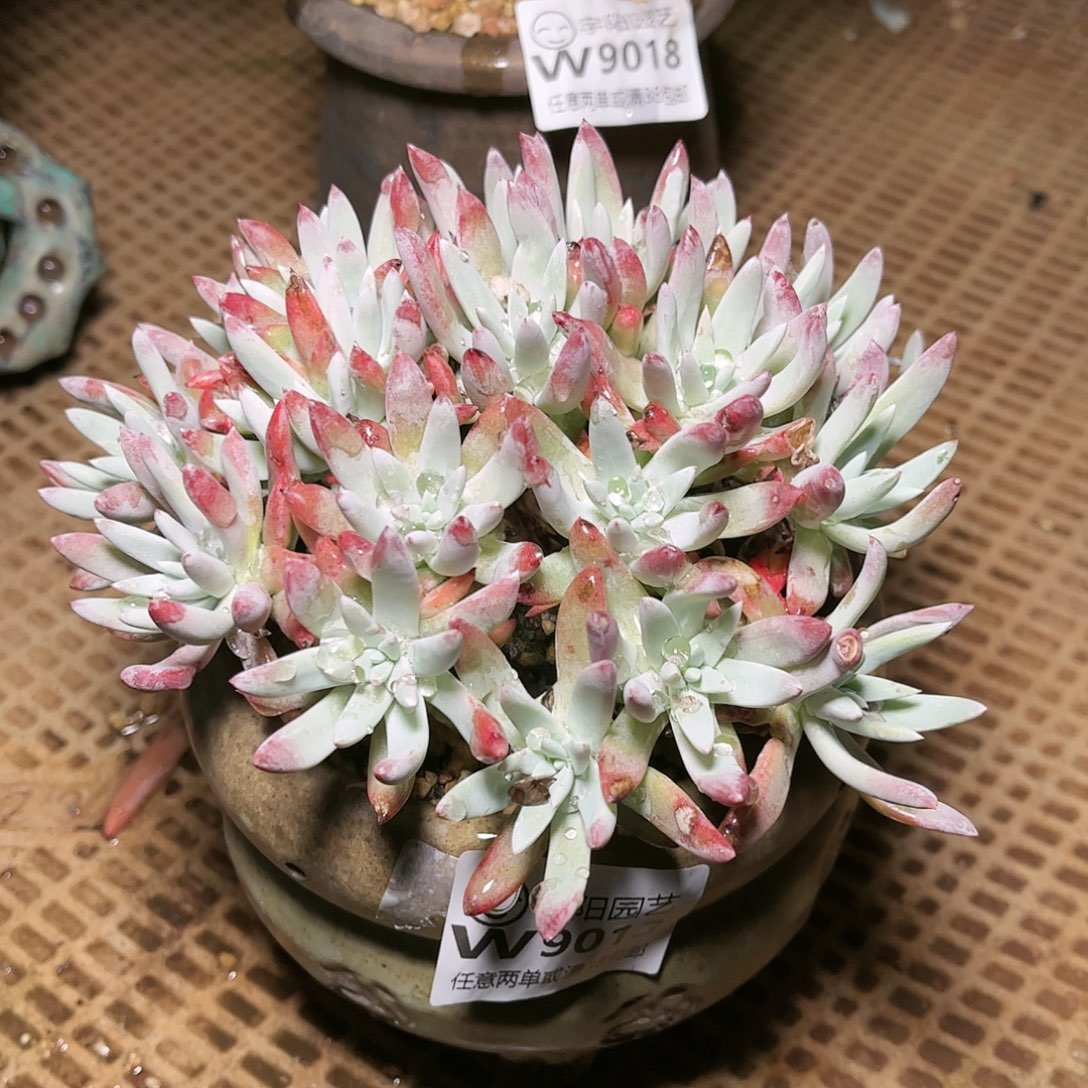 9013海瑟白菊仙女杯多肉