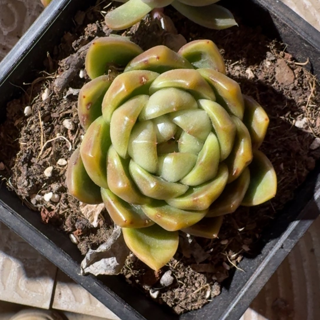 专拍拍链接多肉精品