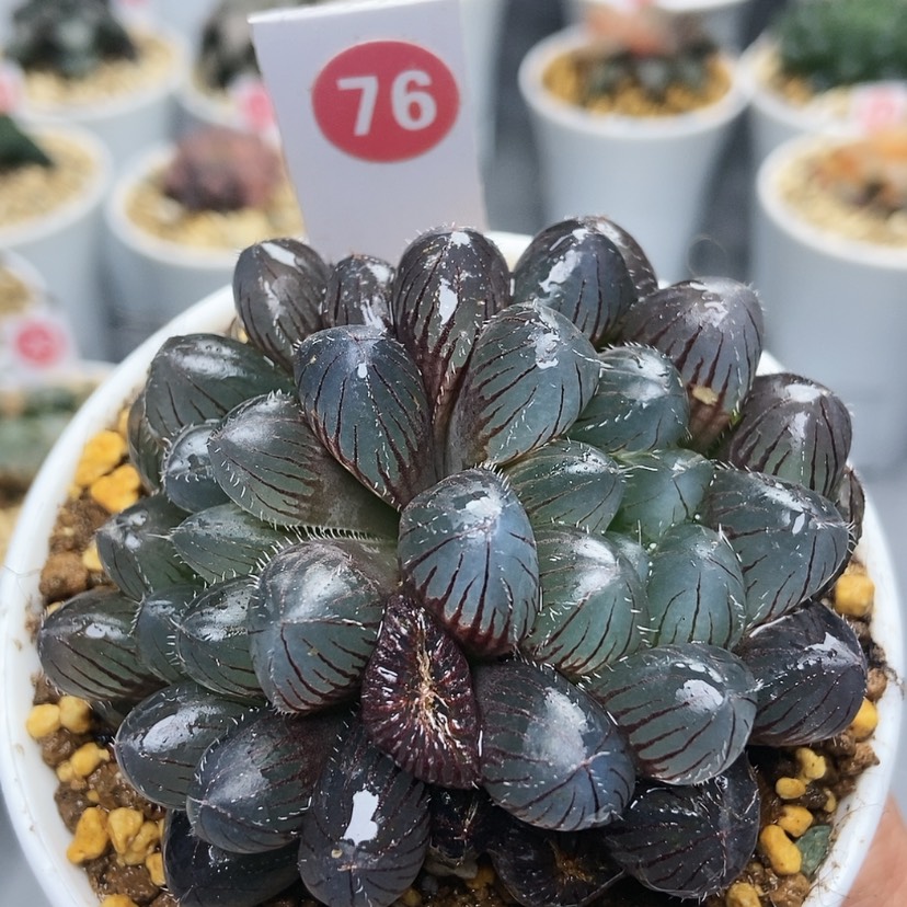 【闪购商品】76赤线