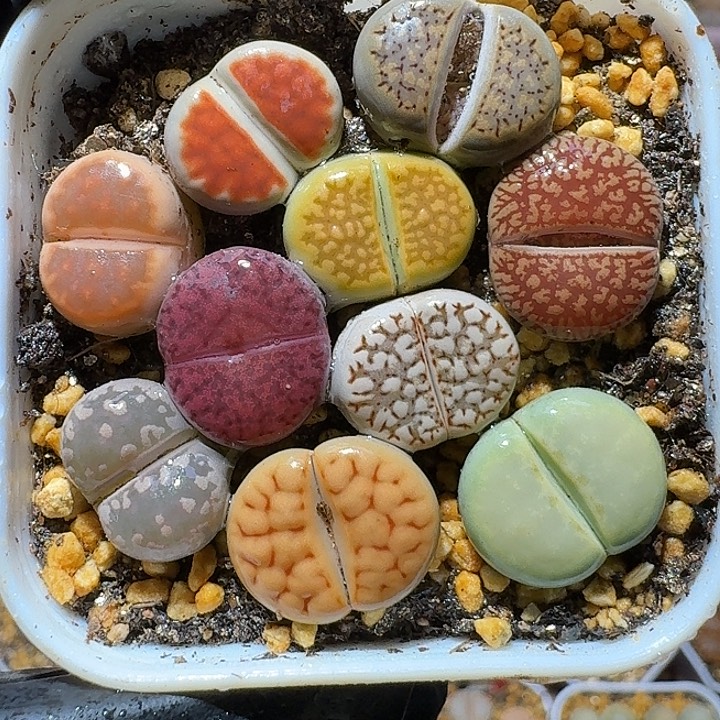 111111生石花。   132