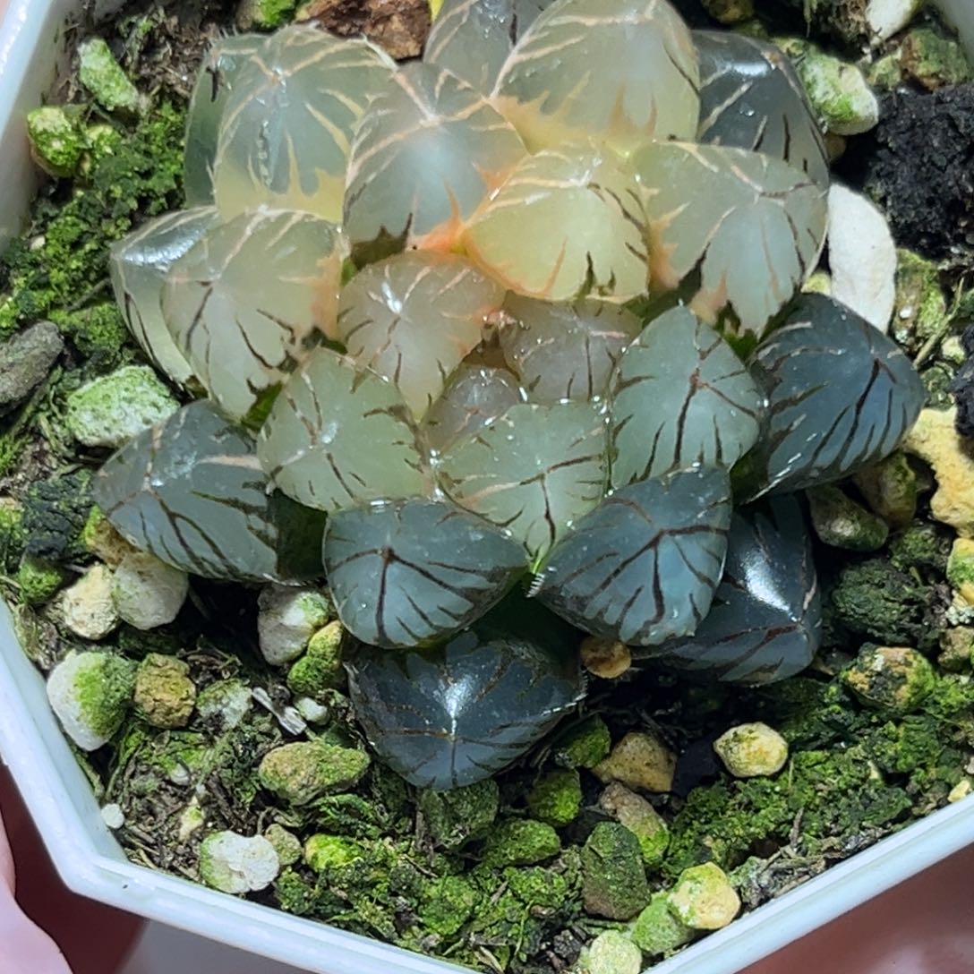 恭喜发财大吉大利0169om