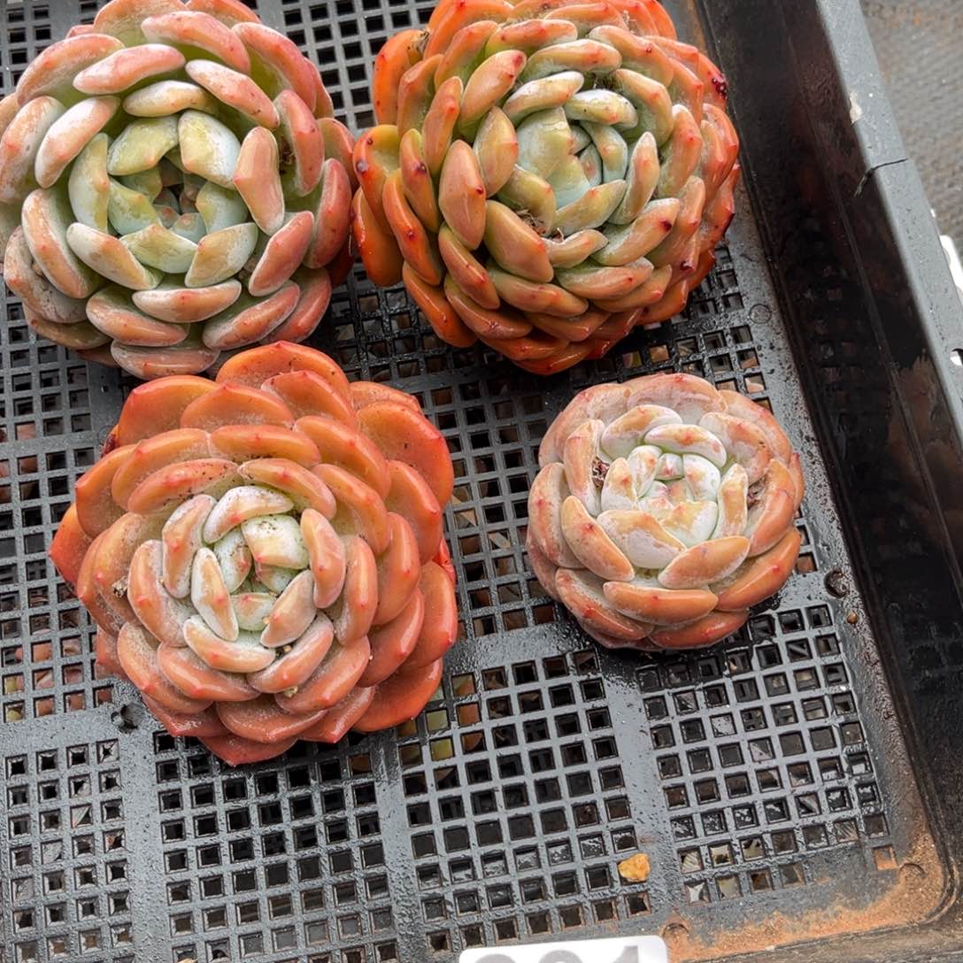 301号新疆西藏内蒙古不包邮