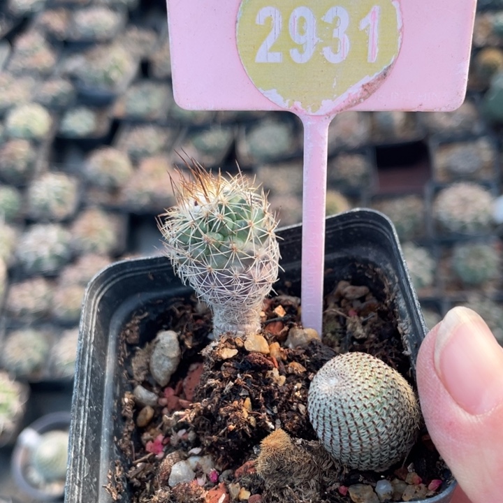 莫***求仙人球一盒293100000