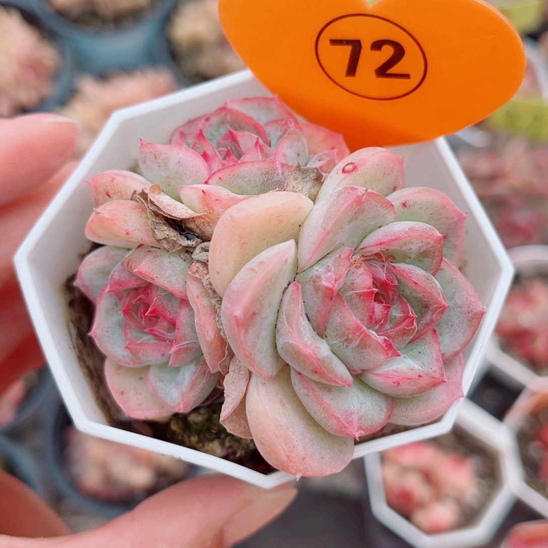 72号小老桩珍妮群