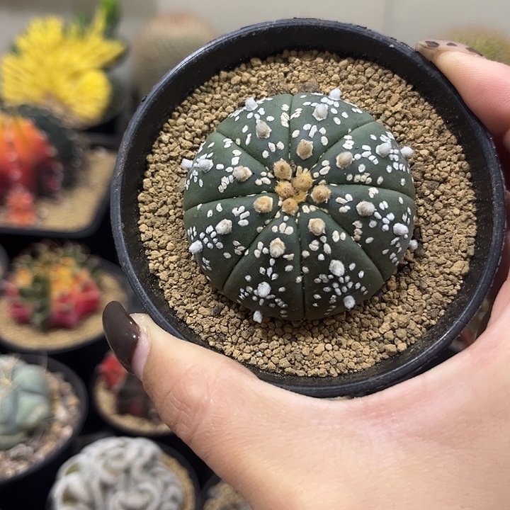 实生根雪花连线兜