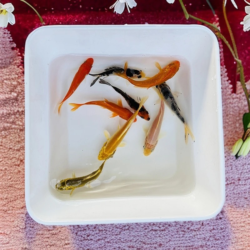 景初大日血统锦鲤混搭15公分左右京东送货上门