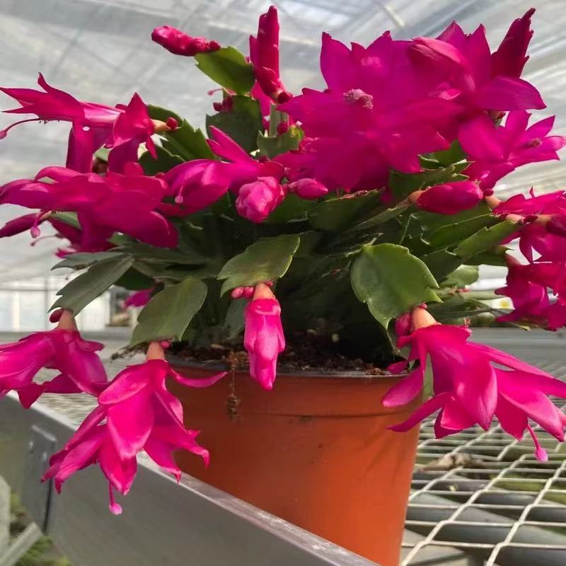 深紫色蟹爪兰花苗盆栽大苗好养耐活四季开花卉