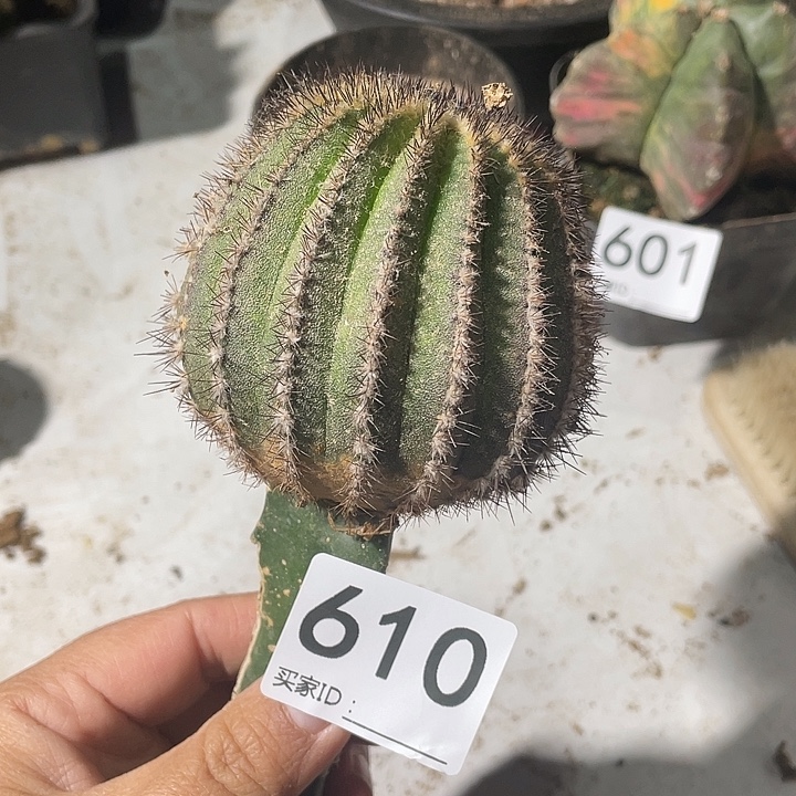 仙人球无花朵优博610号