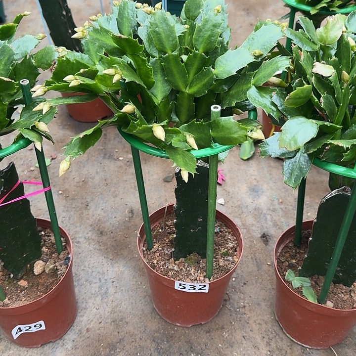 花***！大部分开放少量花苞535嫁接2220