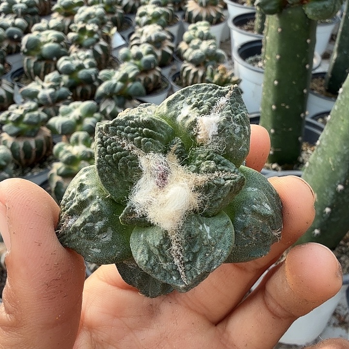 无花朵806落地大尤哥斯拉