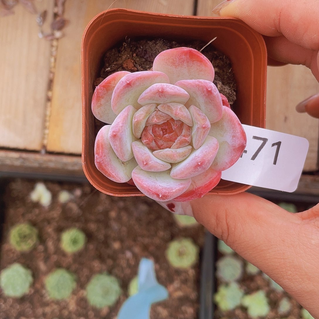 471。花糖。