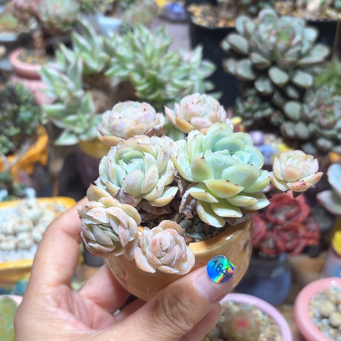 164 多肉含盆土30元包邮➗偏远地区