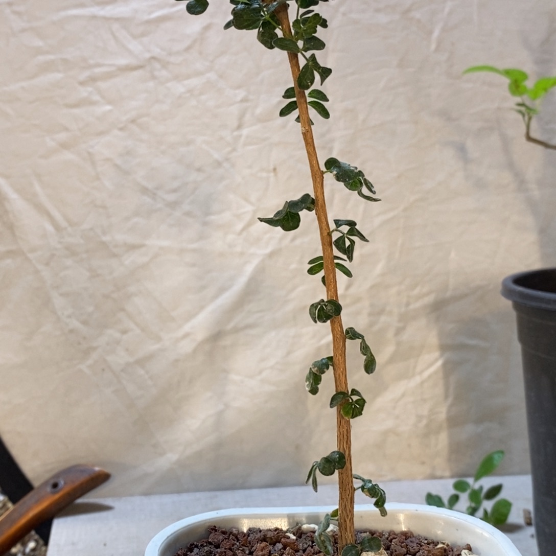 枫***月小叶圣药带盆发货