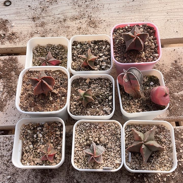 907。  九棵鸾凤。  送一颗毛毛。 