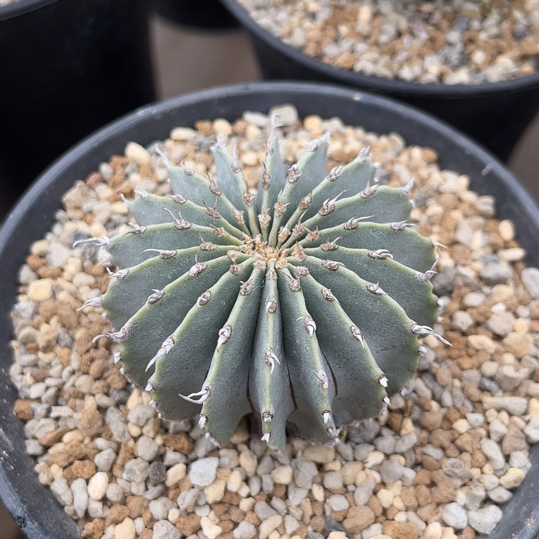 仙人球无刺草球薄叶实生4.7厘米