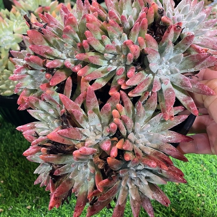 福利粗桩福利粗桩