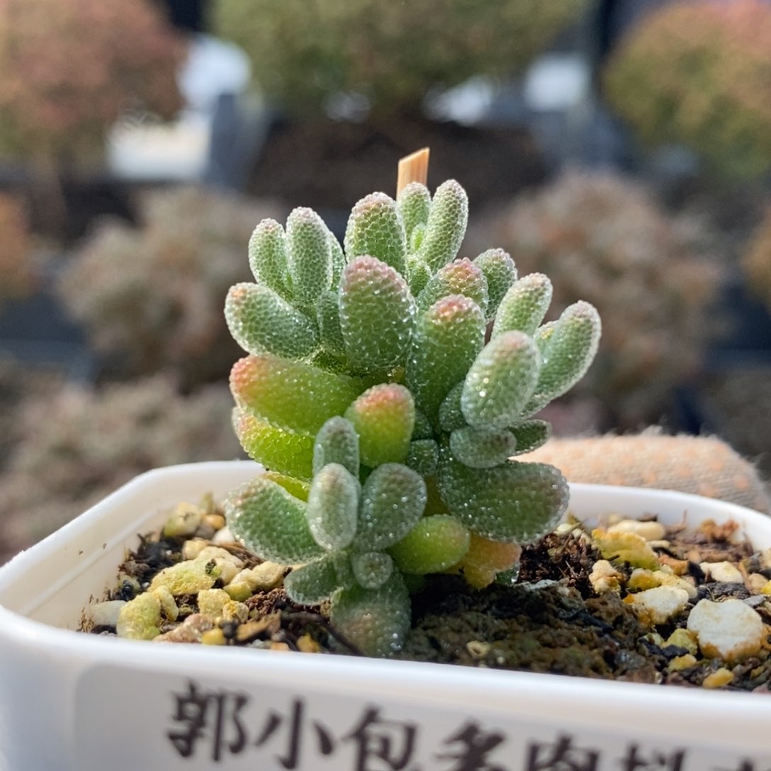 优选冰晶4475枝干番杏