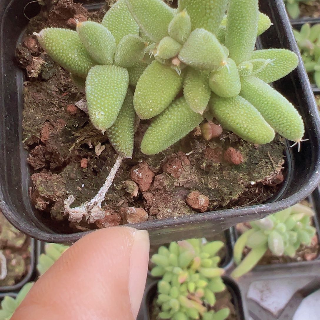 玉米枝干19包邮多肉