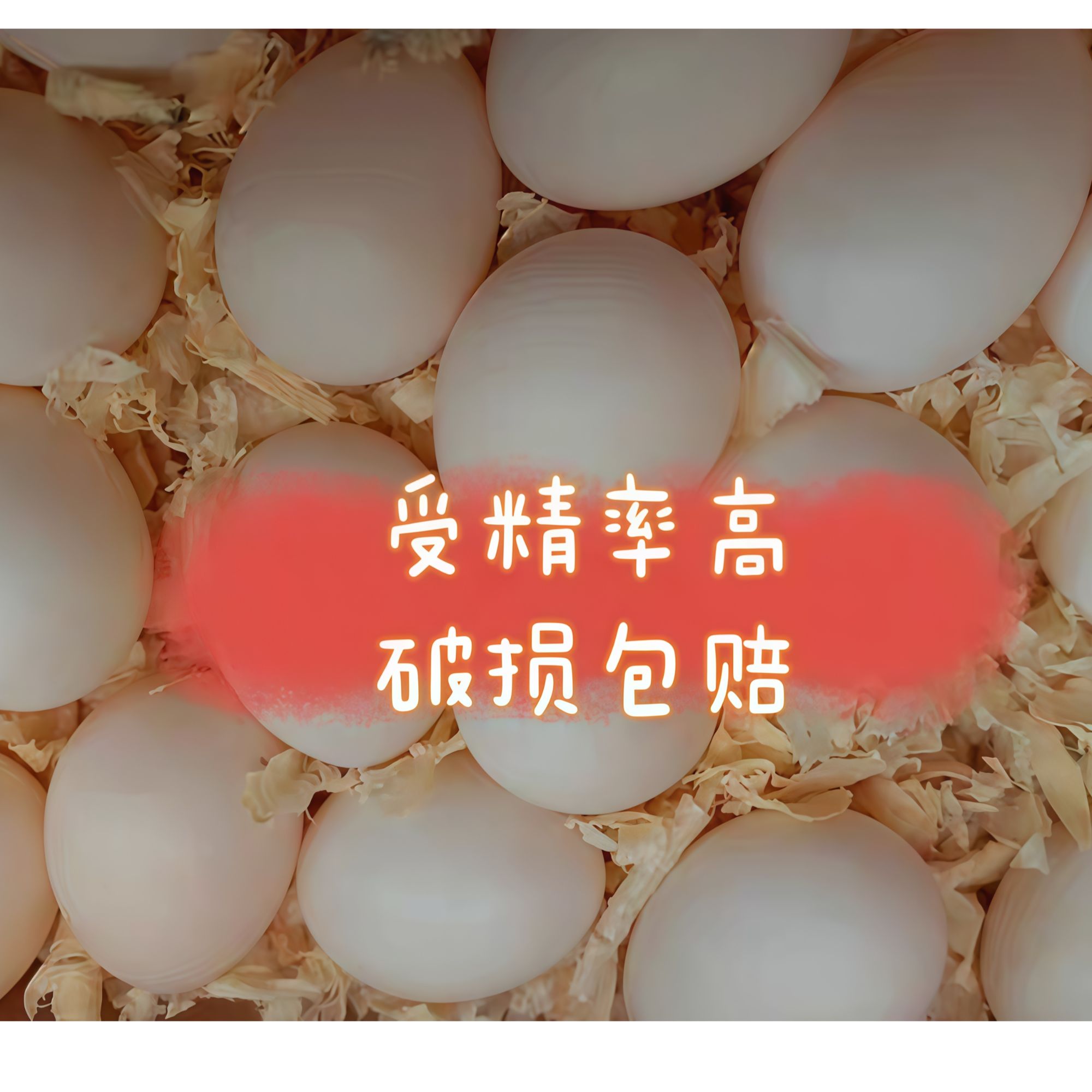 ☀☀☀鹦鹉蛋家庭养殖人工孵化养蛋