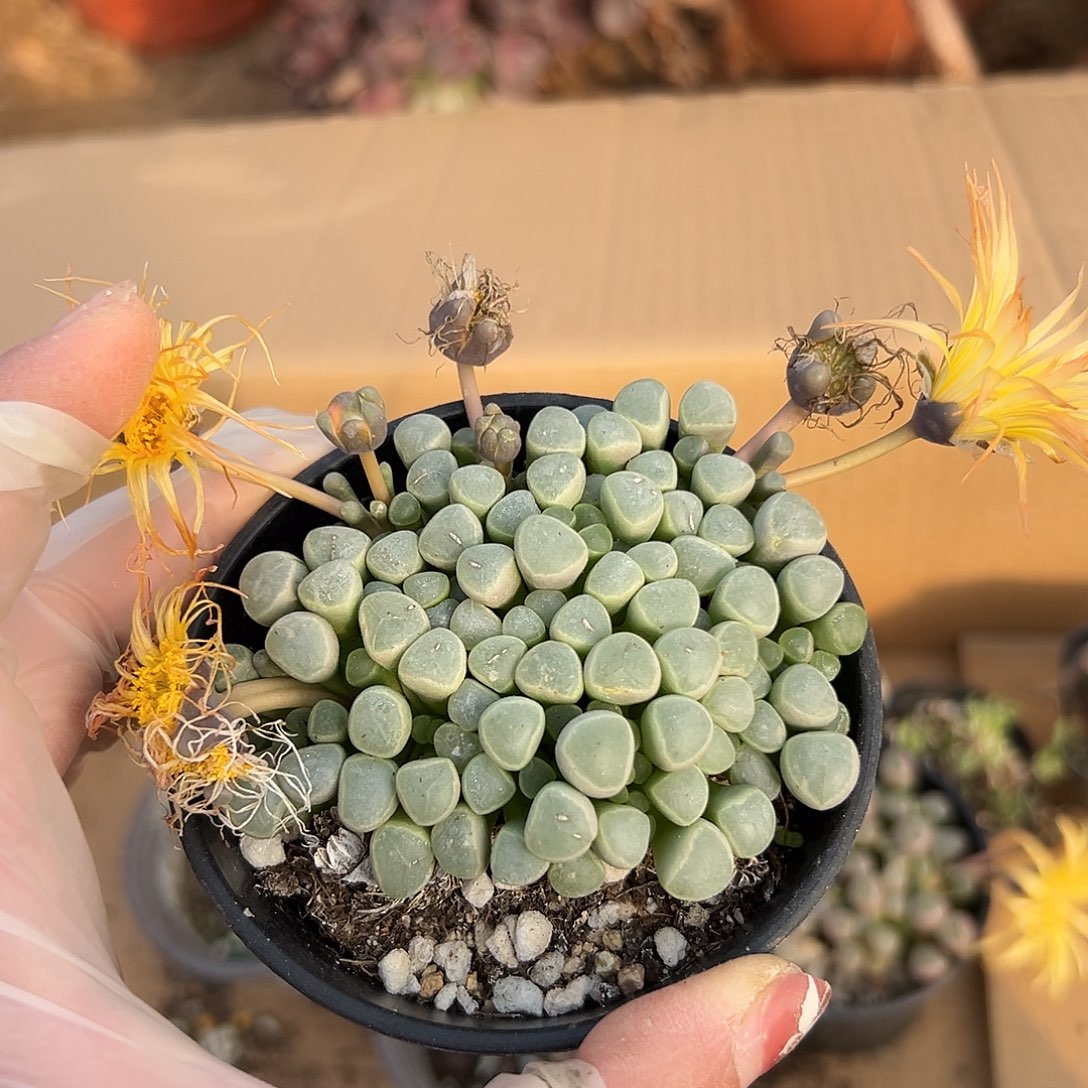 多肉植物五十灵玉