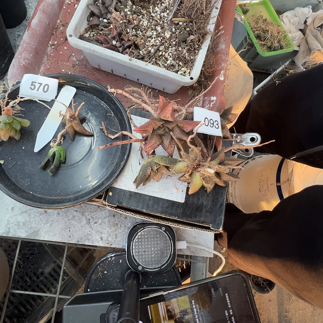 多肉植物专拍植物不退换 一物一拍 南非龟甲龙 93