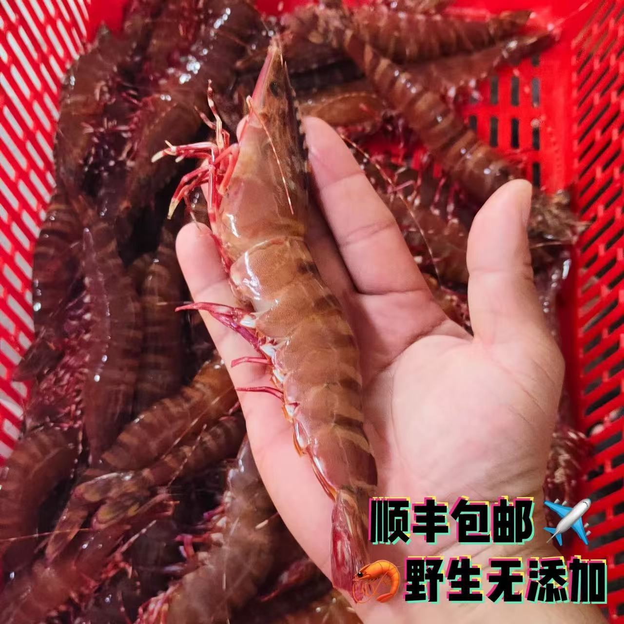 青岛当地纯野生大号红爪虾，花虎虾一斤15-18只加一斤到手两斤