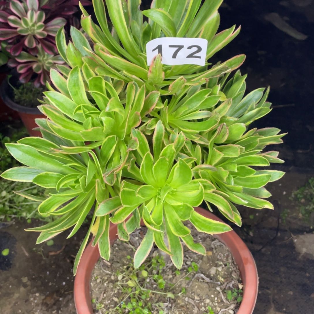 172号妖姬绿法师黄金