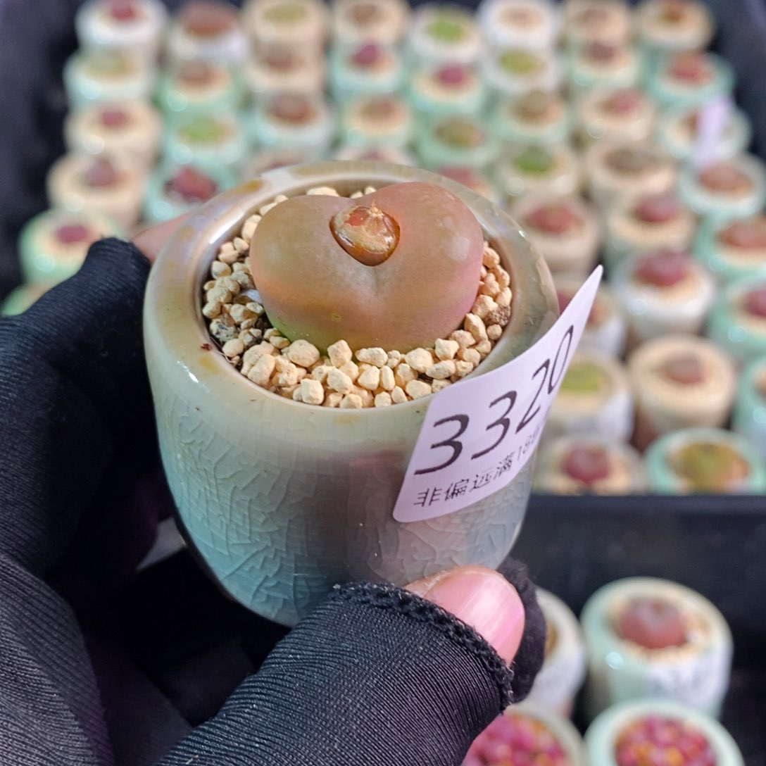 3320-一物一拍 带盆 