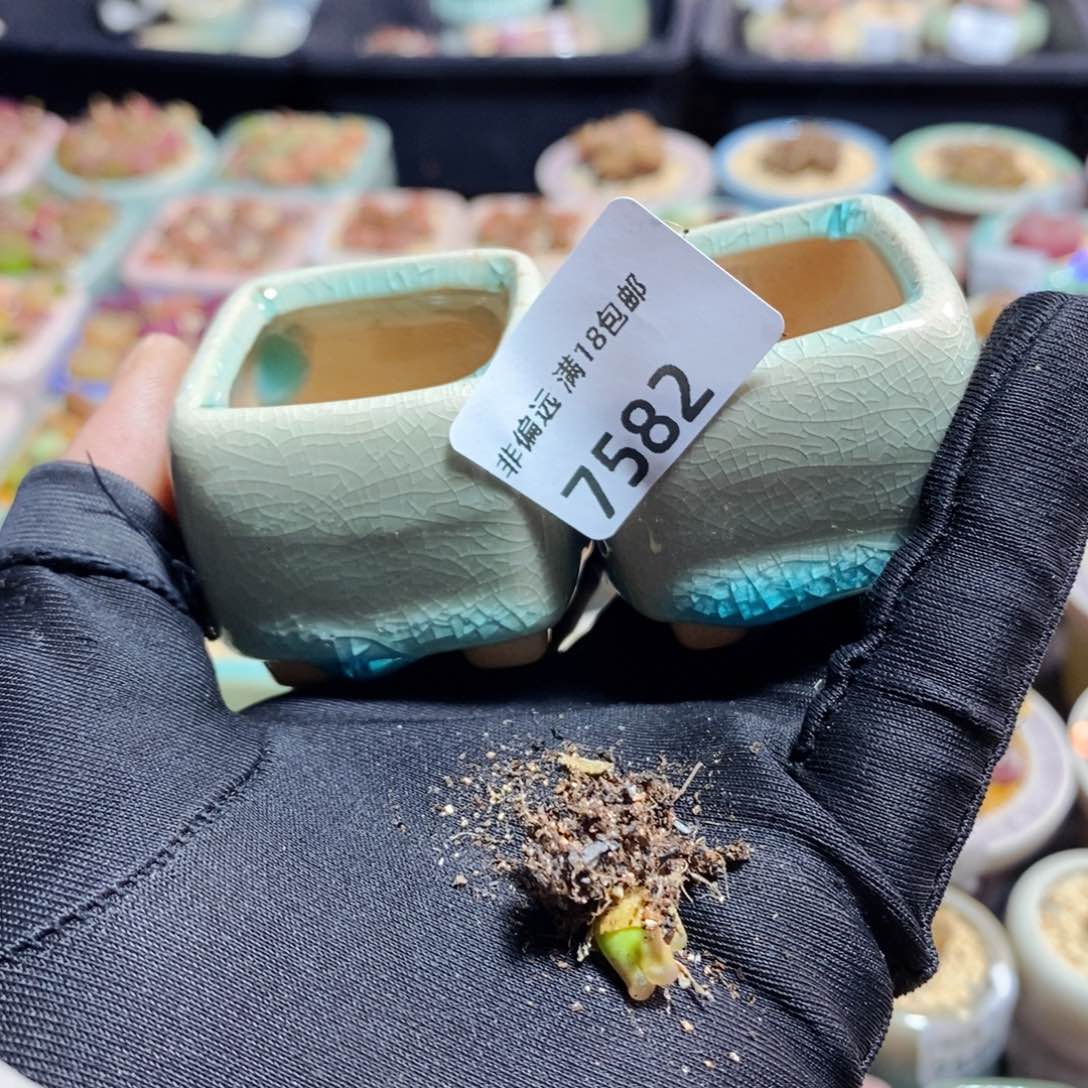 山7582-一物一拍 带盆