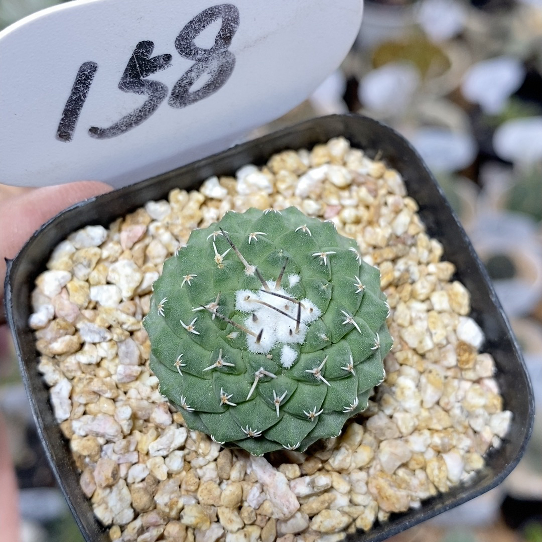 仙人球块根一物一拍 158号实生菊水3cm